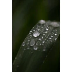 Funda Para Vadeador Korda Compac 36 Funda Para Vadeador Korda Compac -DYNAMITE BAITS Tienda de ventas IMG 5409 550x550h