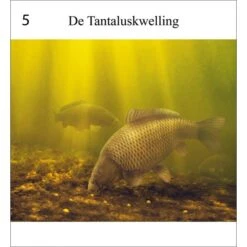 Rob Schneider Carpa A La Vista -DYNAMITE BAITS Tienda de ventas Karper20in20zicht204 550x550h