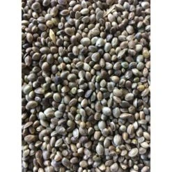 Visaasonline Cáñamo Aceitoso Visready