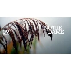 Alijn Danau Sangre, Sudor Y Granos -DYNAMITE BAITS Tienda de ventas alijn 5 team outdoors 550x550w